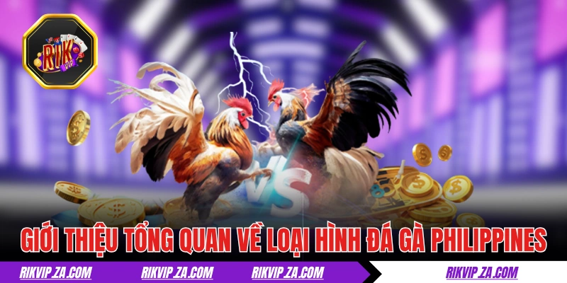 Đá Gà Philippines - Thiên Đường Của Giới Chọi Kê Hợp Pháp 1 Giới thiệu tổng quan về loại hình đá gà Philippines