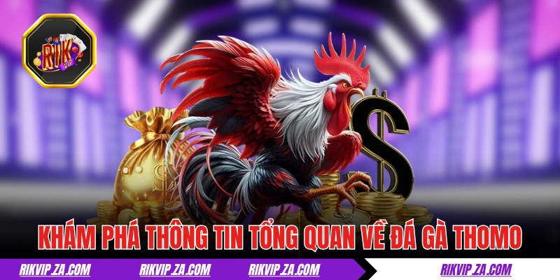 Đá Gà Thomo - Chuẩn Mực Của Giới Chọi Kê Chuyên Nghiệp 1 Khám phá thông tin tổng quan về đá gà Thomo